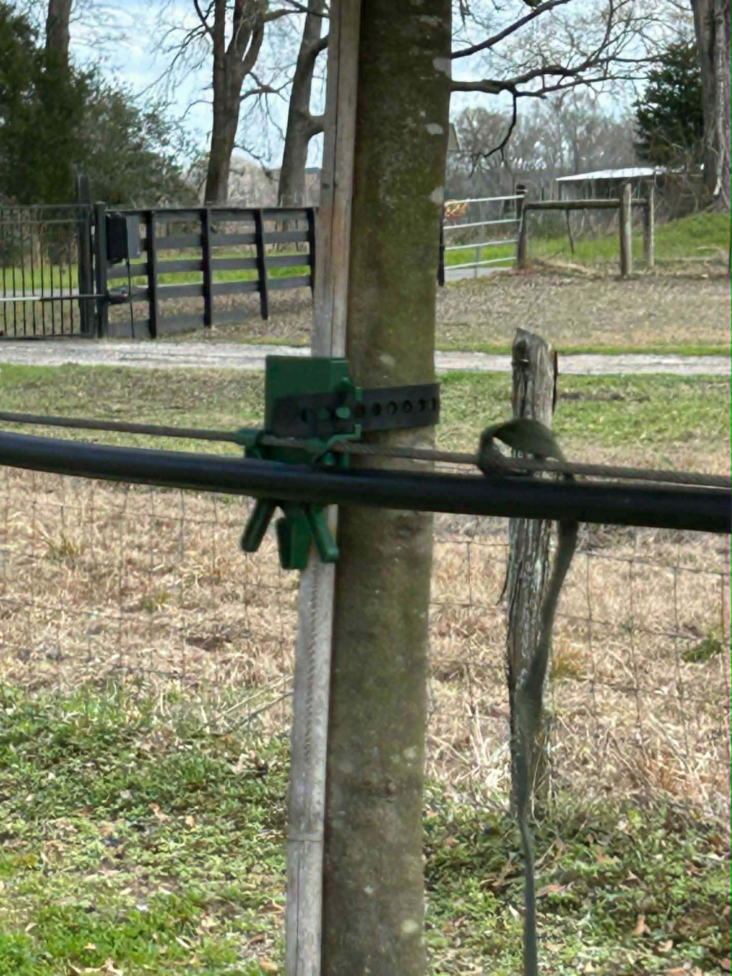 EZ Tree Collar on nursery oak tree clipped to grow-line